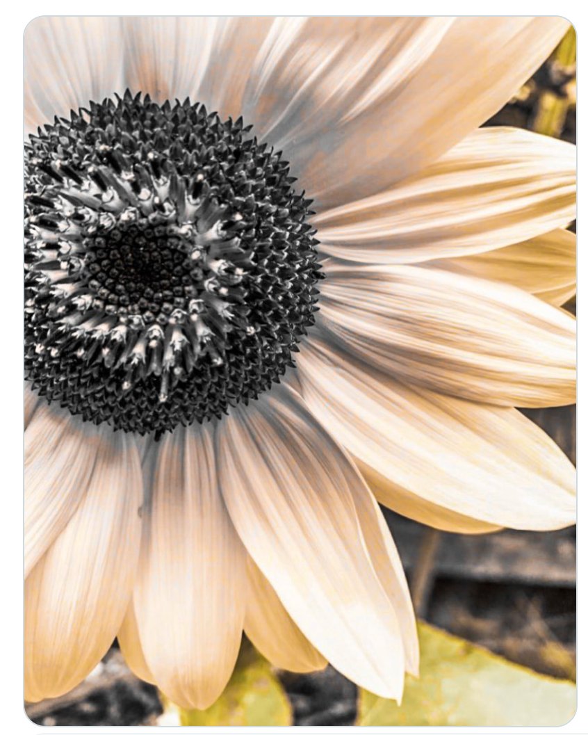 P.Wasy💕New Mayfair Arrangements Release💕 (@pwasysounds) on Twitter photo Follow <a href="/AdamMichaelSmi4/">Adam Michael Smith</a> for Artist #support and he replies with a 🌻Sunflower 🌻for your timeline ⏬⏬
#ArtistOnTwitter
Thank you always Adam for all you do 🩶🌻🩶 Follow <a href="/AdamMichaelSmi4/">Adam Michael Smith</a> for Artist #support and he replies with a 🌻Sunflower 🌻for your timeline ⏬⏬
#ArtistOnTwitter
Thank you always Adam for all you do 🩶🌻🩶