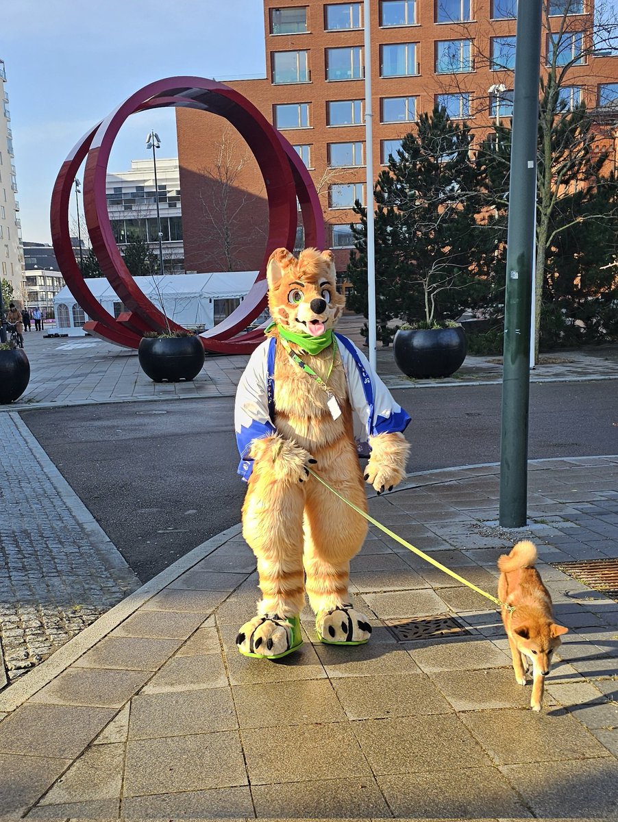 Give a walk for the Shiba 🥰