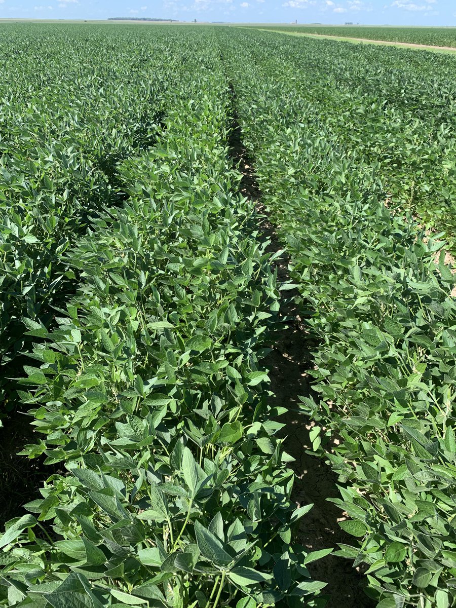 Maltese_Nico's tweet image. Jornada de soja en zona baja..
-Genética adaptada al anegamiento
-FS x GM
-Rotaciones arroz, soja, sorgo, pasturas
*Sistemas soja y maíz regados con geonivelacion y en camellones 🌱
@INIA_UY
@JoseATerra1
@MazzilliSR