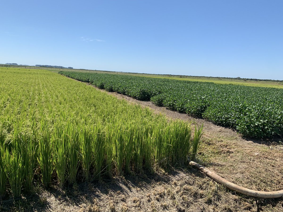 Maltese_Nico's tweet image. Jornada de soja en zona baja..
-Genética adaptada al anegamiento
-FS x GM
-Rotaciones arroz, soja, sorgo, pasturas
*Sistemas soja y maíz regados con geonivelacion y en camellones 🌱
@INIA_UY
@JoseATerra1
@MazzilliSR