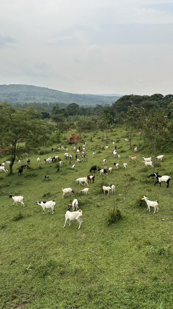 North Herd Mixed Farm. Farm life, the good life 🐐