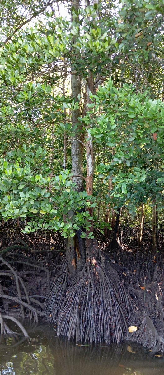 Mangrove expedition at Sg. Pulai (Johor) by the <a href="/UMT_official/">OfficialUMT</a> teams of Mangrove Research Unit (MARU), South China Sea Repository &amp; Reference Centre (RRC), and Benthic Diatoms for a Impact Driven Research (ID2RG).