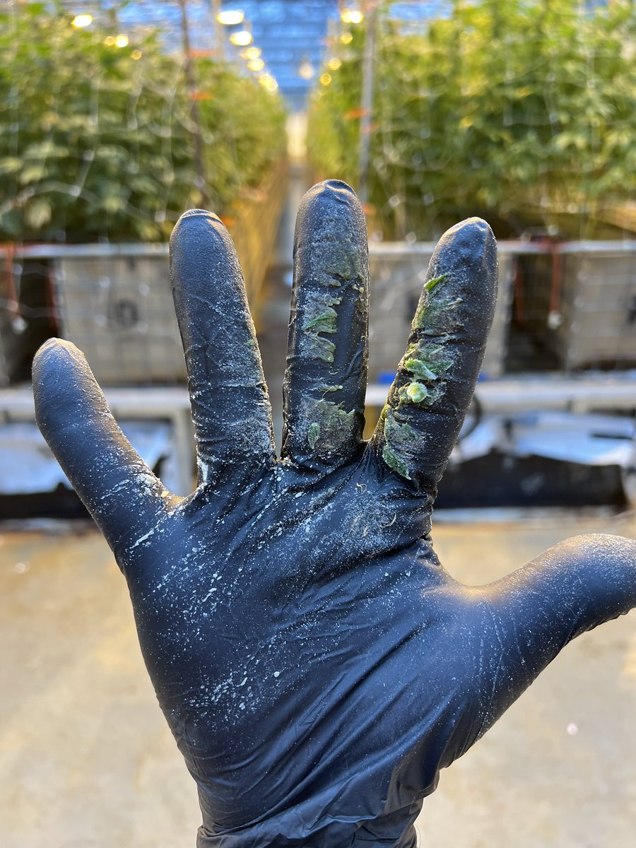 Trichs after bucking a few 🌱