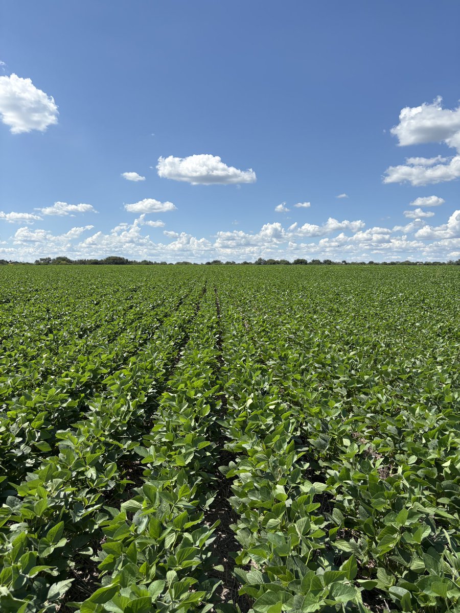 La soja de segunda en el norte de Entre Ríos sigue en carrera!
Con el apoyo de #Latium y #RoundupControlMax logramos un excelente control de malezas y lotes limpios.
<a href="/AgroBayerAR/">Agro Bayer</a>