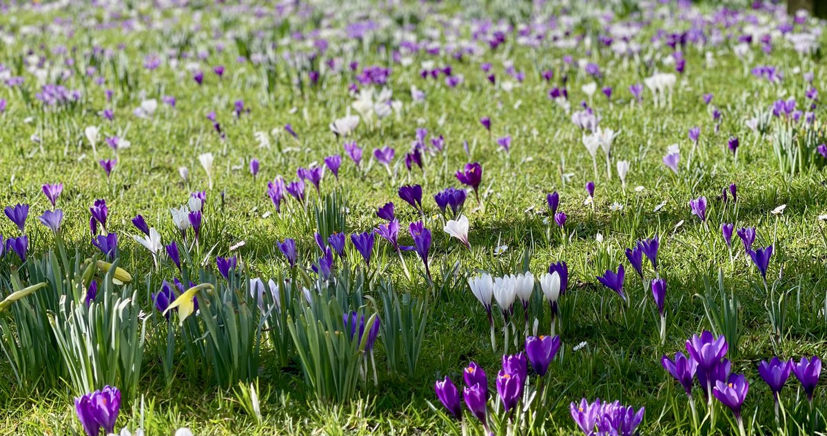 “I must have flowers, always, always.” – Monet

#Spring