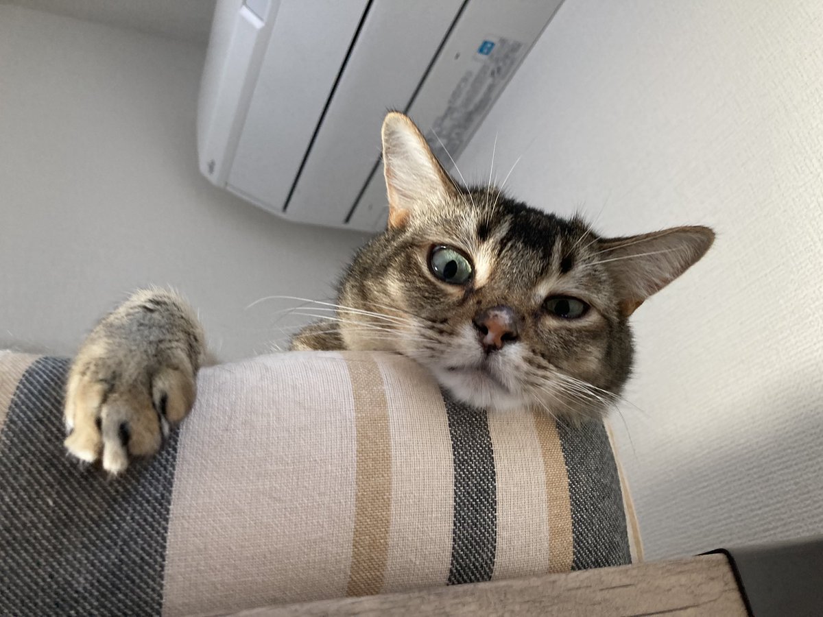 shio0103jade's tweet photo. @nico_nico_info チャトラ希望ですにゃ🐱 https://t.co/Zg5drfwoSp