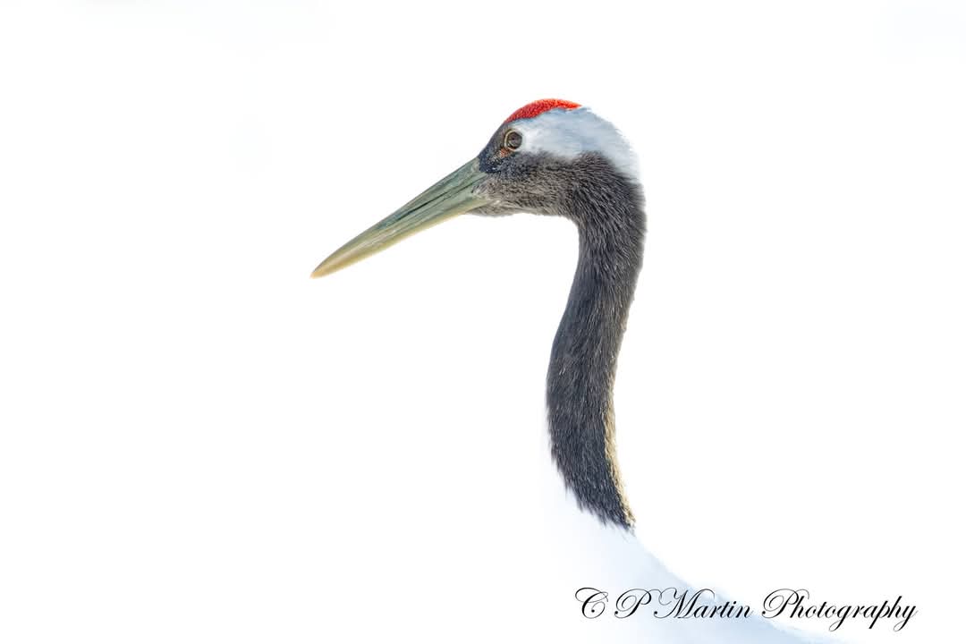 chris martin (@chris5394) on Twitter photo High key photos of the Red-crowned crane, also known as the Manchurian crane. It is known as a symbol of luck and longevity, a beautiful bird. All taken in Hokkaido, Japan.
<a href="/wildlifeworldwi/">wildlifeworldwide</a>
<a href="/Hokkaido/">εζ΅·ι@Hokkaido</a> High key photos of the Red-crowned crane, also known as the Manchurian crane. It is known as a symbol of luck and longevity, a beautiful bird. All taken in Hokkaido, Japan.
<a href="/wildlifeworldwi/">wildlifeworldwide</a>
<a href="/Hokkaido/">εζ΅·ι@Hokkaido</a>