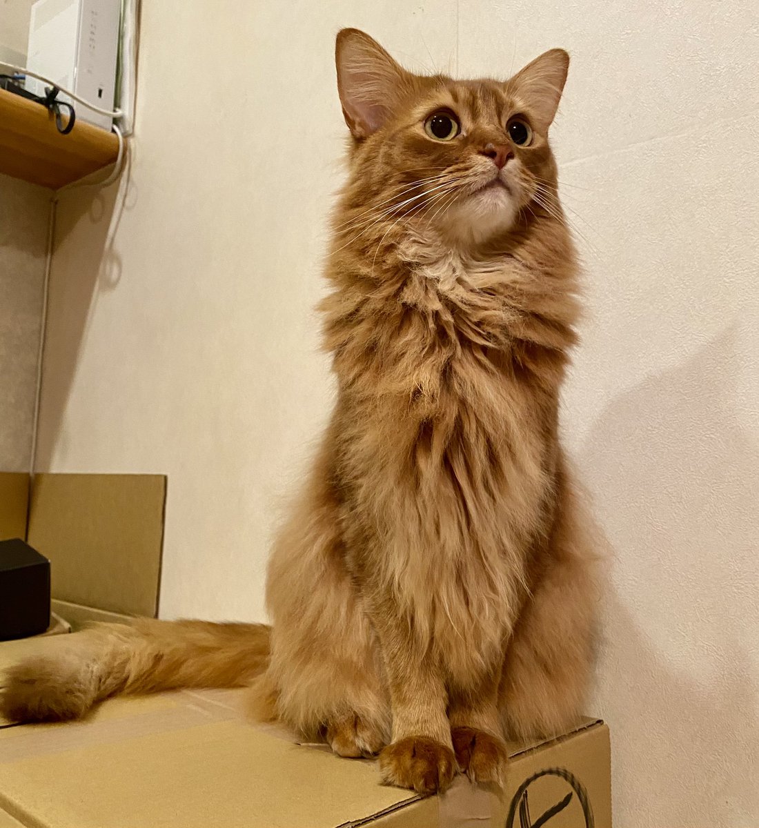 にゃにゃいま🐈〜♪

#にゃんにゃんにゃんの日 #川上愛嵐 #川上あらん #arankawakami #そまり #Somali