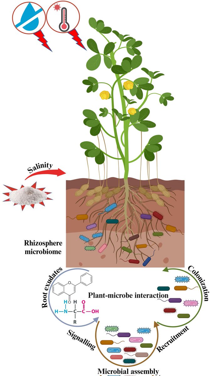 AbioticStress's tweet image. Review by Muhammad et al. @FrontPlantSci

Exploring plant-#microbe interactions in #adapting to #abiotic stress under #climate change: a review

frontiersin.org/journals/plant…

#PlantSci @NCCRMicrobiomes @EMG_Lyon @MiCRop_research @PMB_Berkeley @MRC_microbiome @newedgemicrobes @Sdg13Un