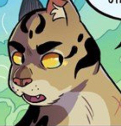 stormclansfolly's tweet photo. BUTCH LEOPARDSTAR https://t.co/bMydMxfw5U