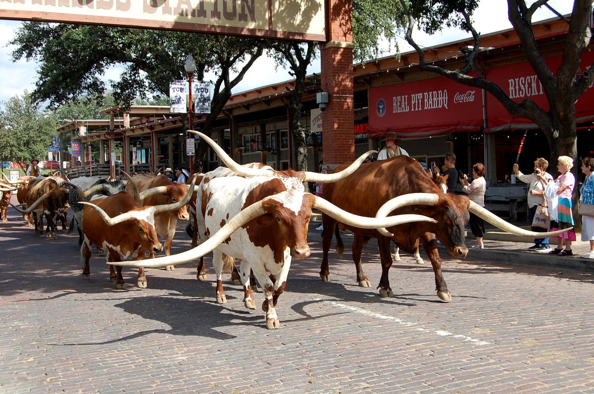 These iconic cattle are known for their resilience and impressive horns—some spanning up to 10 feet from tip to tip! Have you seen them up close at the Fort Worth Herd cattle drive? 🏜️ #TexasLonghorns