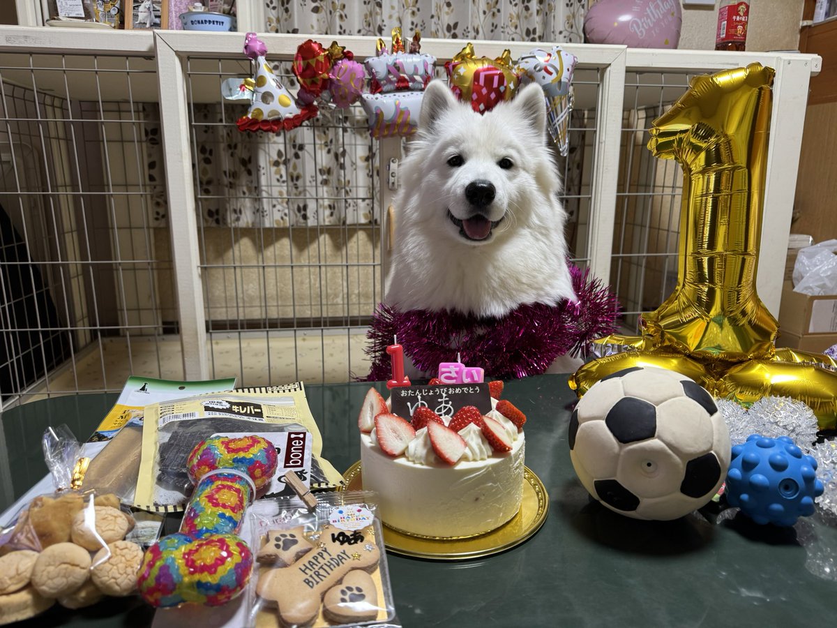 ゆあ💕🐶1歳になりました✨これからも沢山お出かけしようね🥰