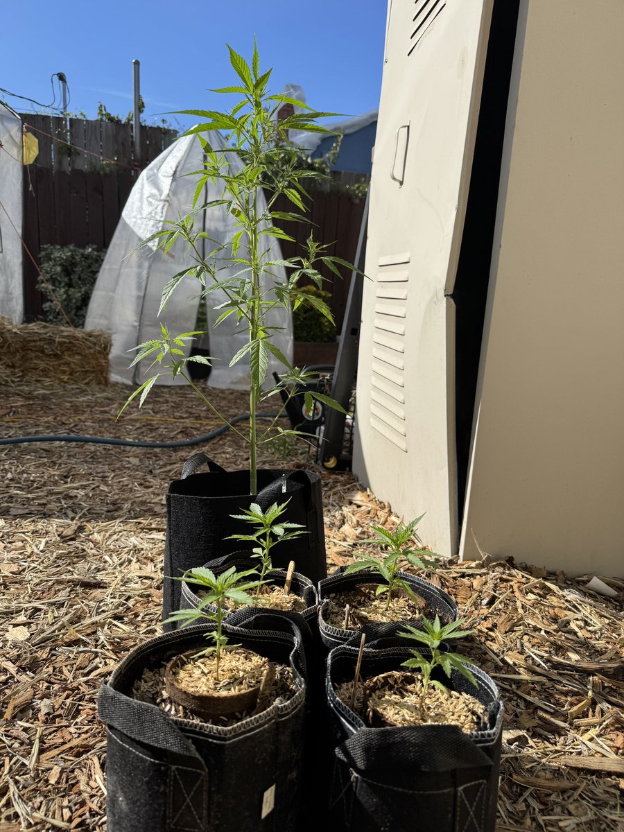 Siberian and Siberian x Russian Landrace Ruderalis from <a href="/LandraceBureau/">Landrace Bureau</a>