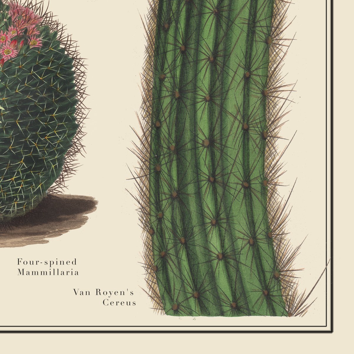 How many cacti can you name off the top of your head? This beautifully illustrated identification poster is your ultimate guide to becoming a true cactus expert! Perfect for plant lovers, desert dreamers, and curious minds alike. #desertart #cactuslove #naturalhistory