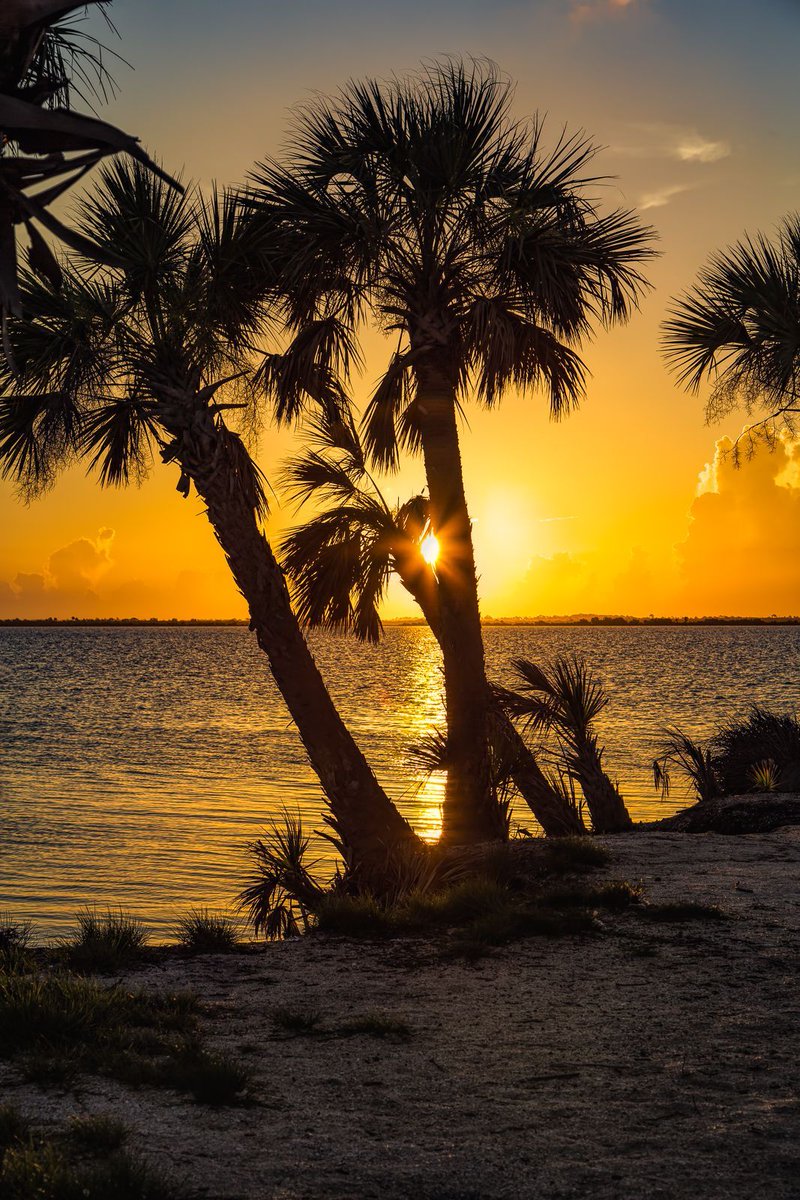 This image shows a golden sunrise over the waters of the Indian River from Dolphin Tail Island. The island is one of many that were created from the dredging of the river for the Intracoastal Waterway. #morning #florida #photography

pixels.com/featured/golde…