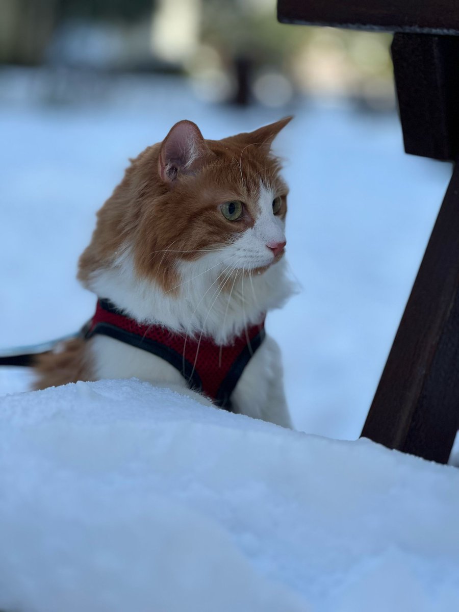 Mars Mohan #Caturday