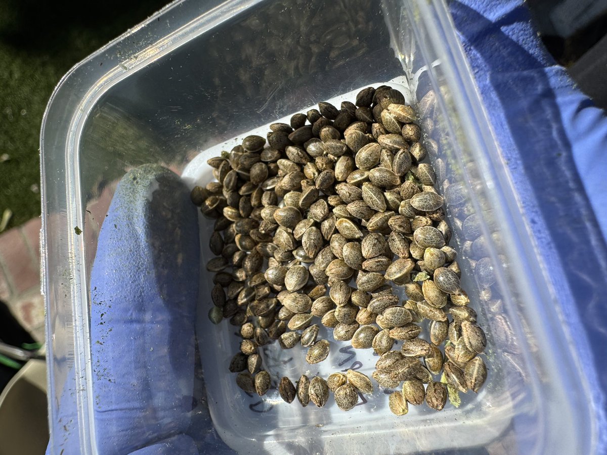 Popped a whole pack of Orange Sherbang from Smoking Monkey Genetics found my favorite female and a pack of Lion Claw from Pride of the Lion and found my favorite male. I’m popping a bunch of these and looking for phenos that best represent the mom for a back cross