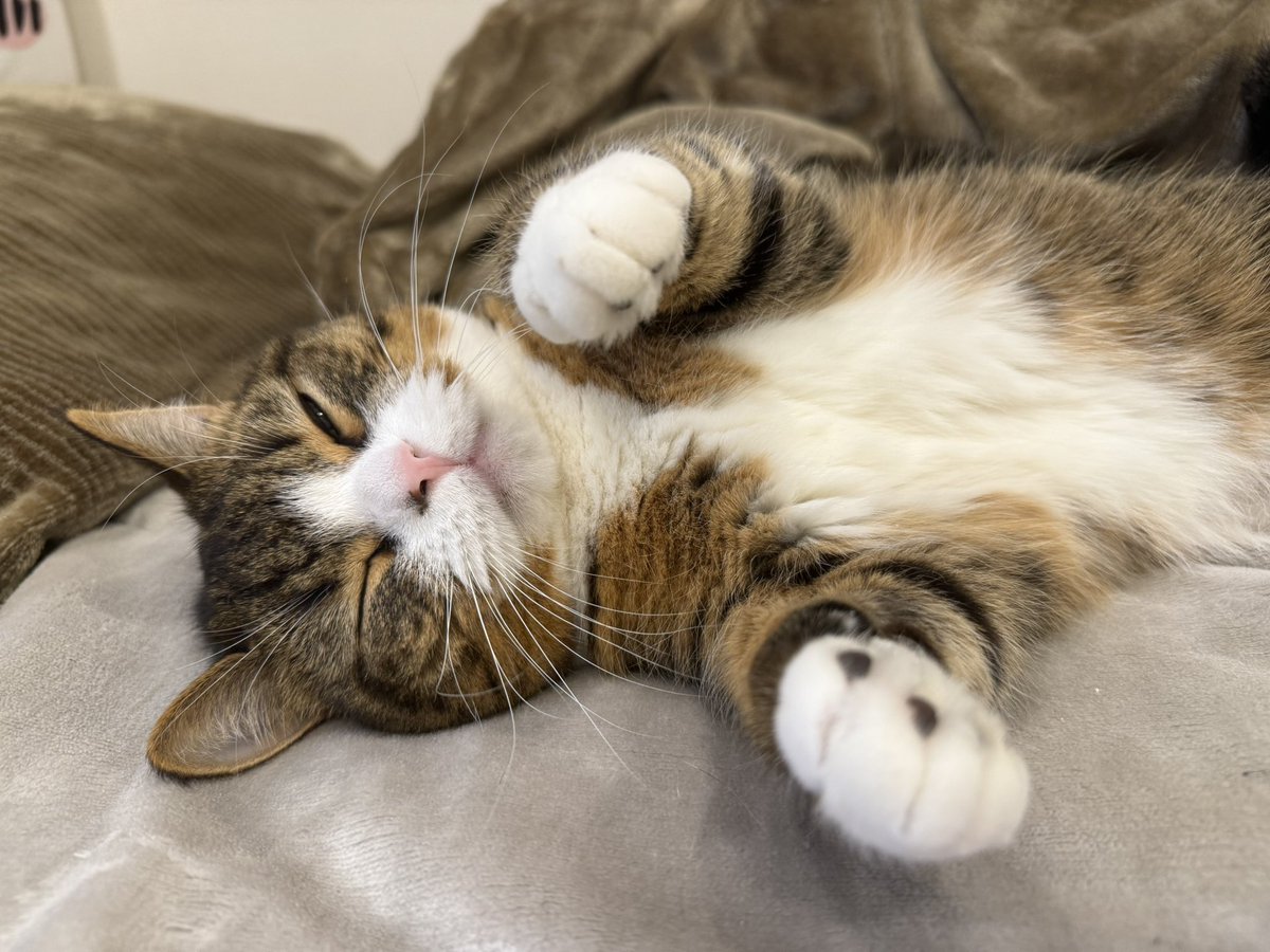 koyamamomoyo's tweet image. 小山百代ファンミーティング‼︎
お申し込み⚠️本日23:59迄⚠️

お忘れなくですよ〜〜🐈🐾

cdn.stardust.co.jp/wp-content/upl…

#猫の日 #猫の日2025