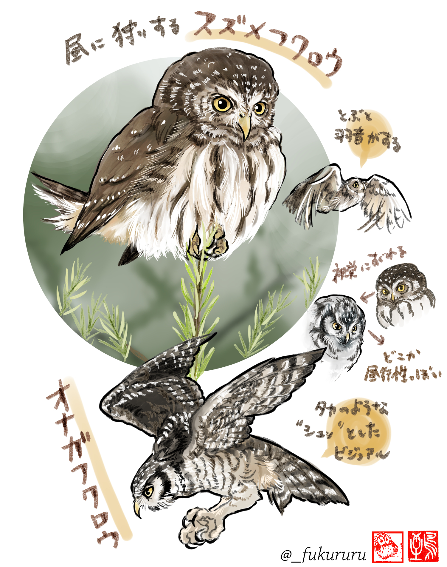 フクロウの夜会 71Fxumyg0+L._UF350,350_QL80_.jpg