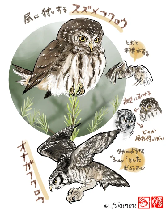 フクロウ=夜行性🌙の代表🦉
と思いきや意外と夕暮れ時や明け方に活動する「薄明薄暮性」もいるし、少数昼行性もいるし、夜行性でも昼や明け方活動することもあるし…という生き物は簡単に「〜はこういう生態!」と言い切れないのが難しくも楽しくもあるところだなあというメモ 