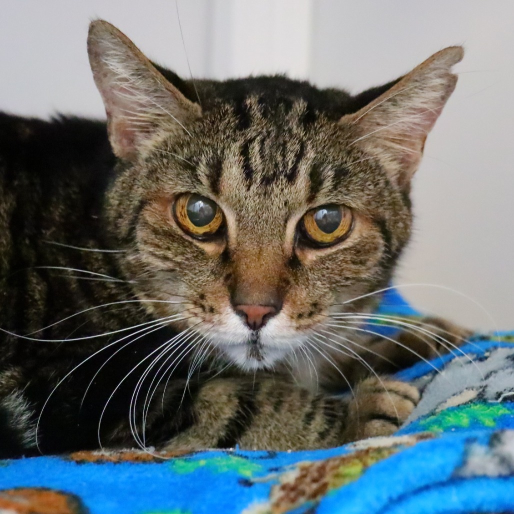 Happy Senior Cat Saturday from 10-year-old Kittie! 

Kittie qualifies for our Seniors-to-Seniors program. Any senior aged individuals 60+ can adopt a senior cat and the adoption fee is only $25. Visit catdepot.org/adopt/ to start your adoption process.