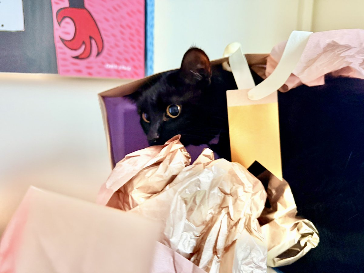 brendandonlon's tweet image. A two-week batch of #Luna pics for #Caturday (normal service last week disrupted by birthday and a dose of a cold...) - she very much enjoyed the gift bags and flowers that a birthday & Valentine's week brings... #cat #blackcat #CatsOfTwitter 🐈⬛