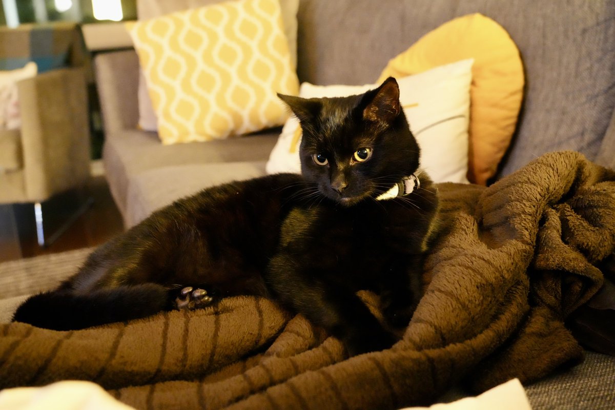 brendandonlon's tweet image. A two-week batch of #Luna pics for #Caturday (normal service last week disrupted by birthday and a dose of a cold...) - she very much enjoyed the gift bags and flowers that a birthday & Valentine's week brings... #cat #blackcat #CatsOfTwitter 🐈⬛
