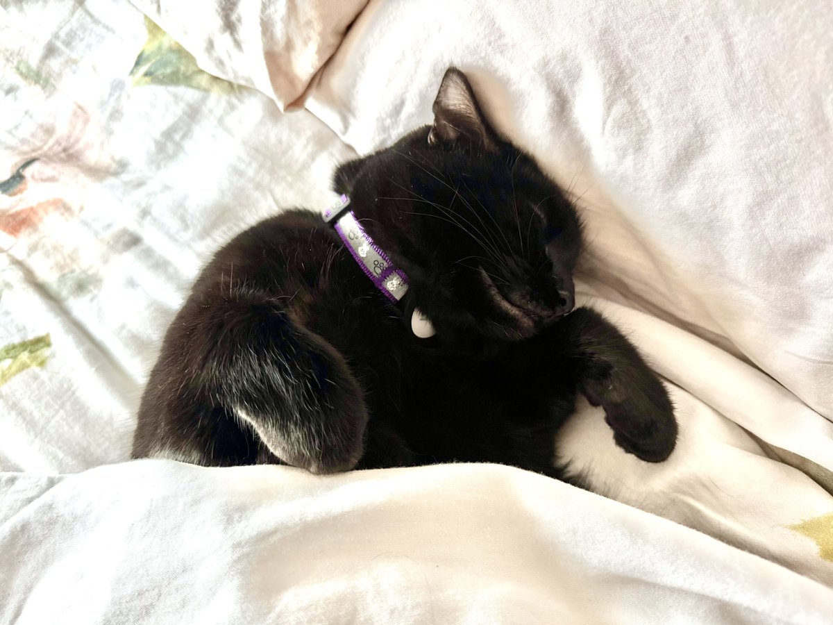 brendandonlon's tweet image. A two-week batch of #Luna pics for #Caturday (normal service last week disrupted by birthday and a dose of a cold...) - she very much enjoyed the gift bags and flowers that a birthday & Valentine's week brings... #cat #blackcat #CatsOfTwitter 🐈⬛