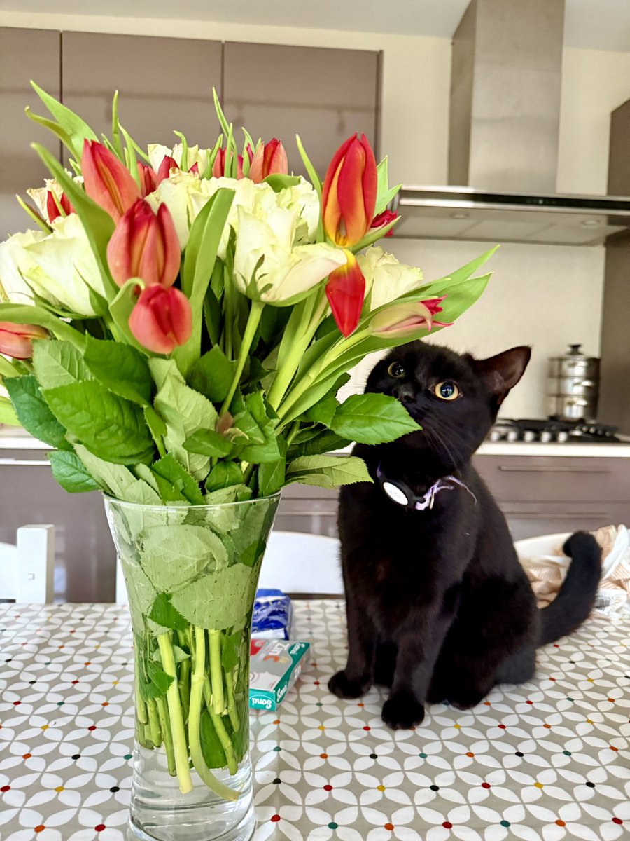 brendandonlon's tweet image. A two-week batch of #Luna pics for #Caturday (normal service last week disrupted by birthday and a dose of a cold...) - she very much enjoyed the gift bags and flowers that a birthday & Valentine's week brings... #cat #blackcat #CatsOfTwitter 🐈⬛