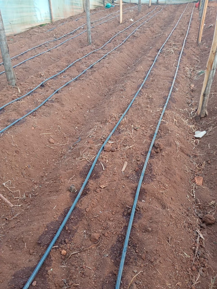 BettCollins15's tweet photo. A happy client! I installed drip irrigation, planted tomatoes, and provided agronomic services. However he opted for a low cost variety, it's  time for the first harvest. 💯This is how it started! https://t.co/g69i6yKxZl