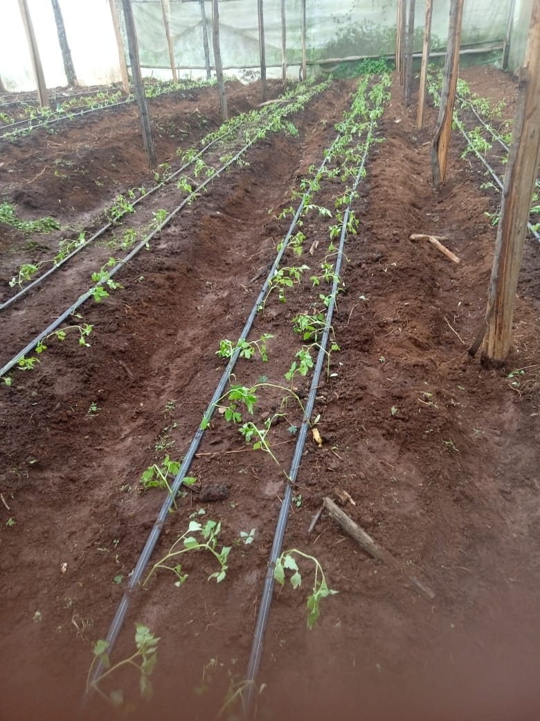 BettCollins15's tweet photo. A happy client! I installed drip irrigation, planted tomatoes, and provided agronomic services. However he opted for a low cost variety, it's  time for the first harvest. 💯This is how it started! https://t.co/g69i6yKxZl