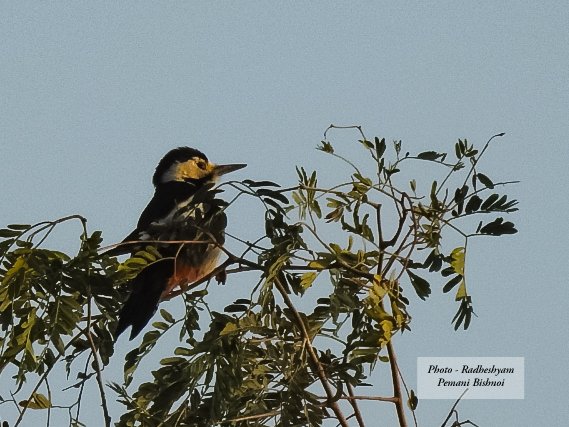 Radheshyam Bishnoi (@radhebishnoi__) on Twitter photo Sind woodpecker 
Rarity for India 
Jaisalmer, Rajasthan.
Feb 2025 Sind woodpecker 
Rarity for India 
Jaisalmer, Rajasthan.
Feb 2025