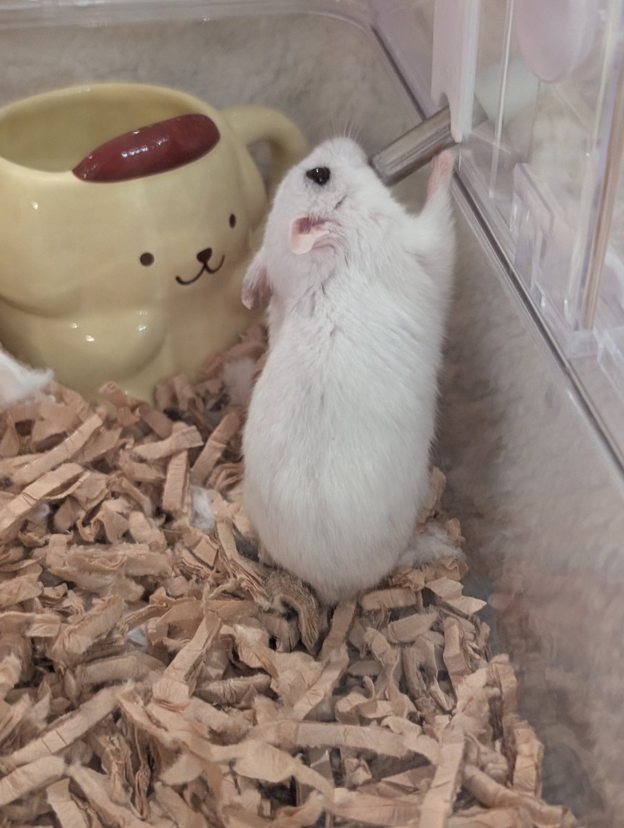 続→ゴハンが欲しいと寄ってきたり。うちに来てくれてありがと🐹
ペット火葬車があるなんて初めて知って、すごくいい対応をしてもらえて良かった。骨壺に大切に。歯もしっかりある。人とおんなじ。いい経験になったよ🐹ありがとう🐹🥀いないと思うと寂しい。