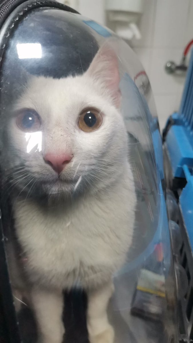 goddogii's tweet photo. Bu kediyi dün taşınan aile sokağa atti, bas bas bağırıyordu arkadaşımla alıp mecbur kliniğe yolladık. Hem testi yapıldı, hem kısırlaştı. O sırada çipi olduğunu farkettik, sokaga attilar evet ama bir konuşalım bakalim dedik. Ne cikti biliyor musunuz? adam bu kediyi 5 ay önce kaybetmiş, aylardır sokak sokak kedisini arıyormuş. Dünden beri salya sümük ağlıyor teomanimi mi buldunuz diye. Hem çok mutluyum, hem bi o kadar kızgınım. Sokaktan bulduğunuz kedileri kapıp kapıp eve alıp, sonra sokağa atmak yerine önce bir sahibi var mı diye bakın. Neyse, mutlu son. Babana kavustun teoman❤️