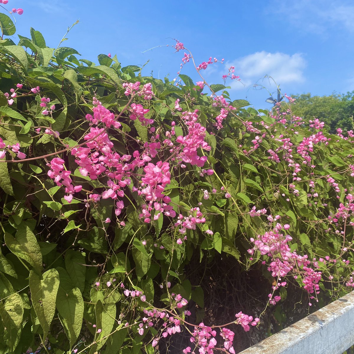 Sa_Bcomics's tweet photo. went out for a walk on sunny day 🌞
some Mexican creeper blossomed along the roadside

#mexicancreeper #flower #pinkflower #blossom #plant #pinkflower https://t.co/vNL3Mq7hzO
