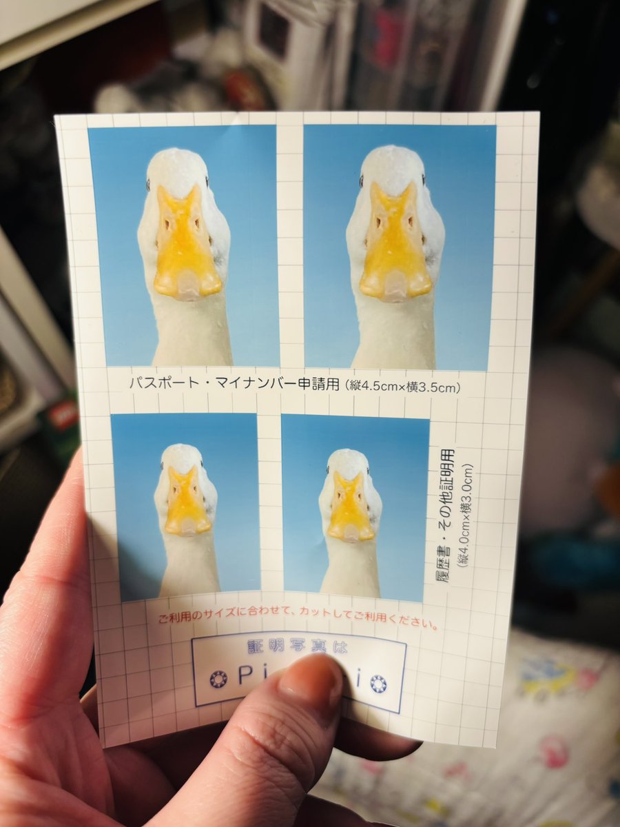 アヒルの証明写真プリントできた🪿💭 スマホカバーに挟んだので、 これ