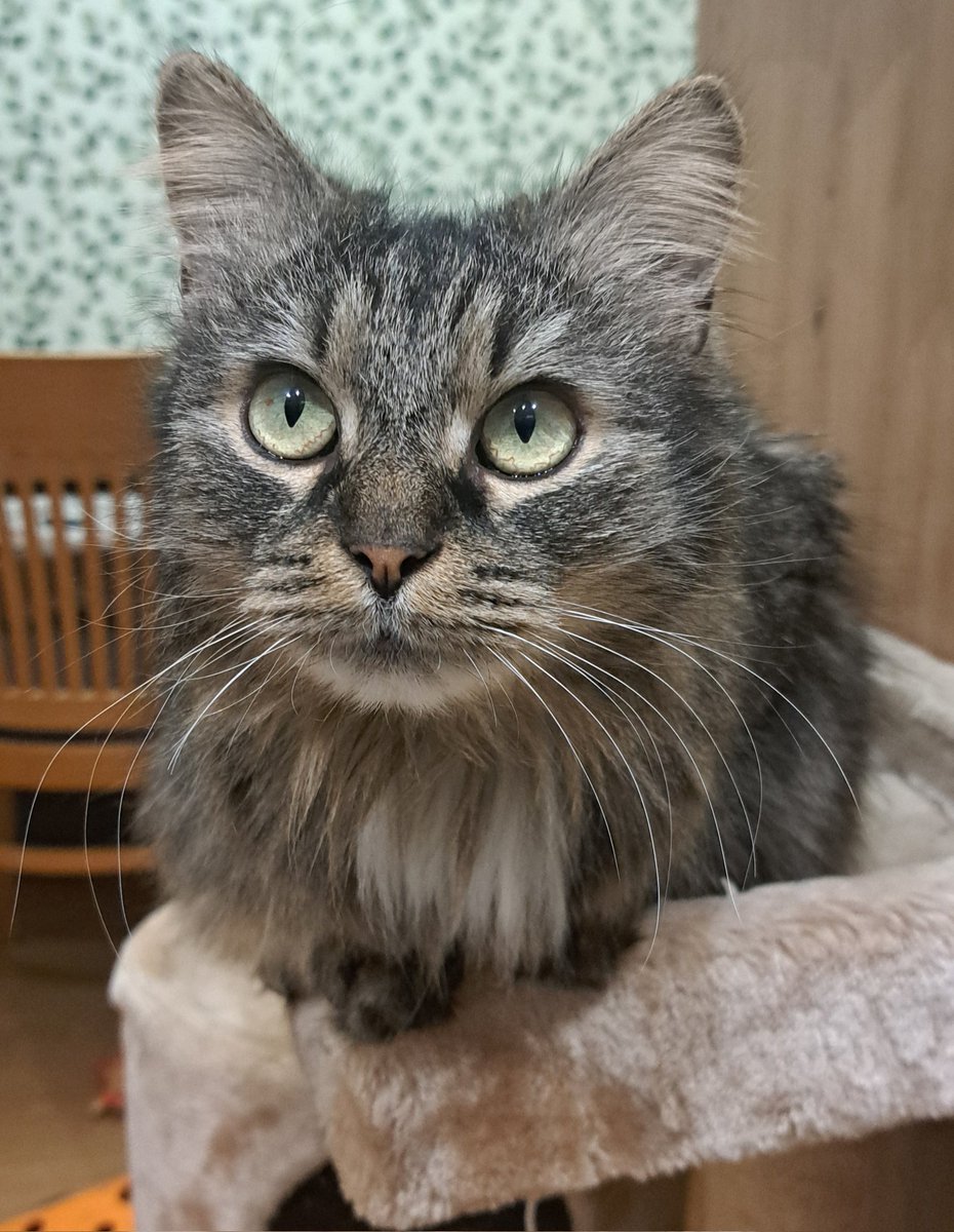 Poddaje się 😭😭😭
Zbiórka Kajki utknęła jak zaklęta a ja nie wiem już jak prosić 🥺 bez leczenia ONA UMRZE 😭

Tutaj każda pomoc ma znaczenie - PROSZĘ jeśli widisz ten wpis zostaw coś po sobie - 1 zł, RT, komentarz - cokolwiek 🙏🙏🙏
pomagam.pl/nnb4d8