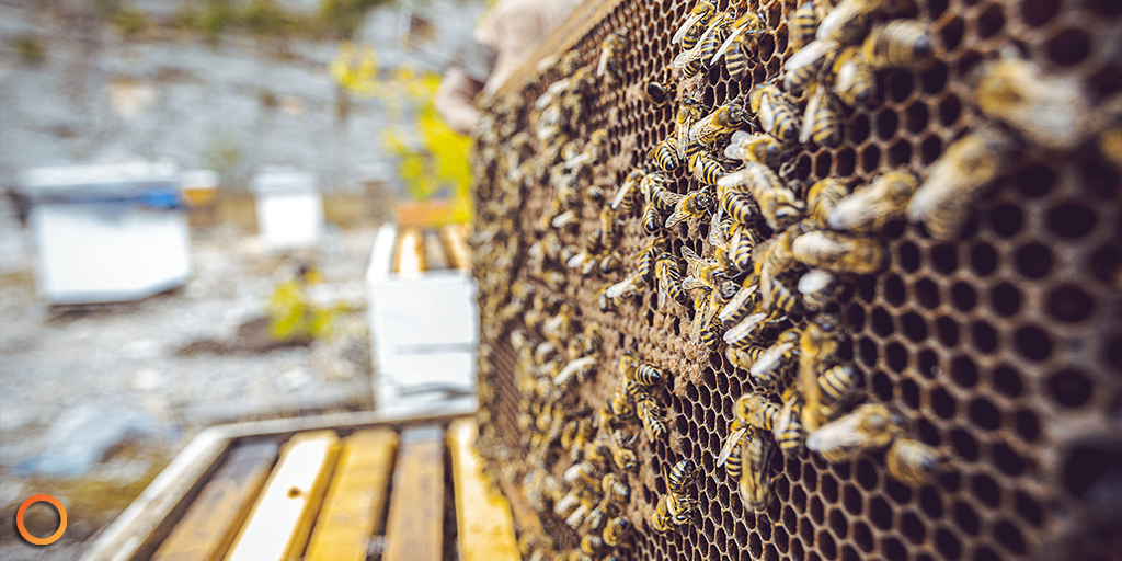 Students from the United Robotics of Lacombe (URL) program have developed a unique prototype that could help Alberta beekeepers combat significant bee colony losses. eavor.com/blog/alberta-s…

#Eavor #EnergyForEavor #NextGenerationGeothermal #Geothermal
