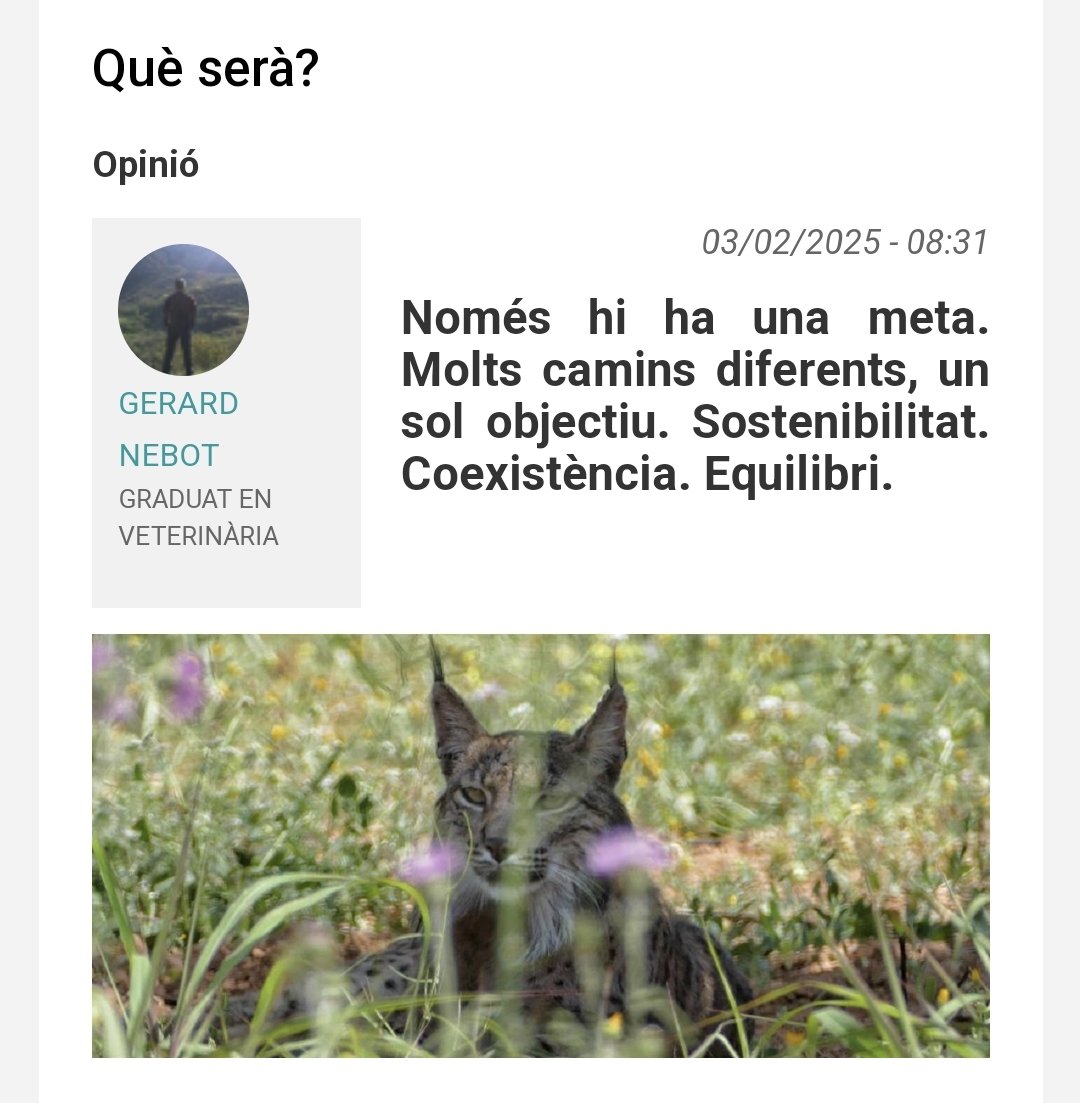 adria_compte's tweet photo. ARTICLE | 🟢 "En la temporada de caça, al conjunt de Catalunya, s’han donat permisos per caçar 285.000 conills. Això ho faria per si sola una població de 400 #linxs. I com més conills, més linx. I quan no quedin conills, la població de linx es reduirà."
🔗https://t.co/SvNbAdWVus https://t.co/eNNLKa1FsZ