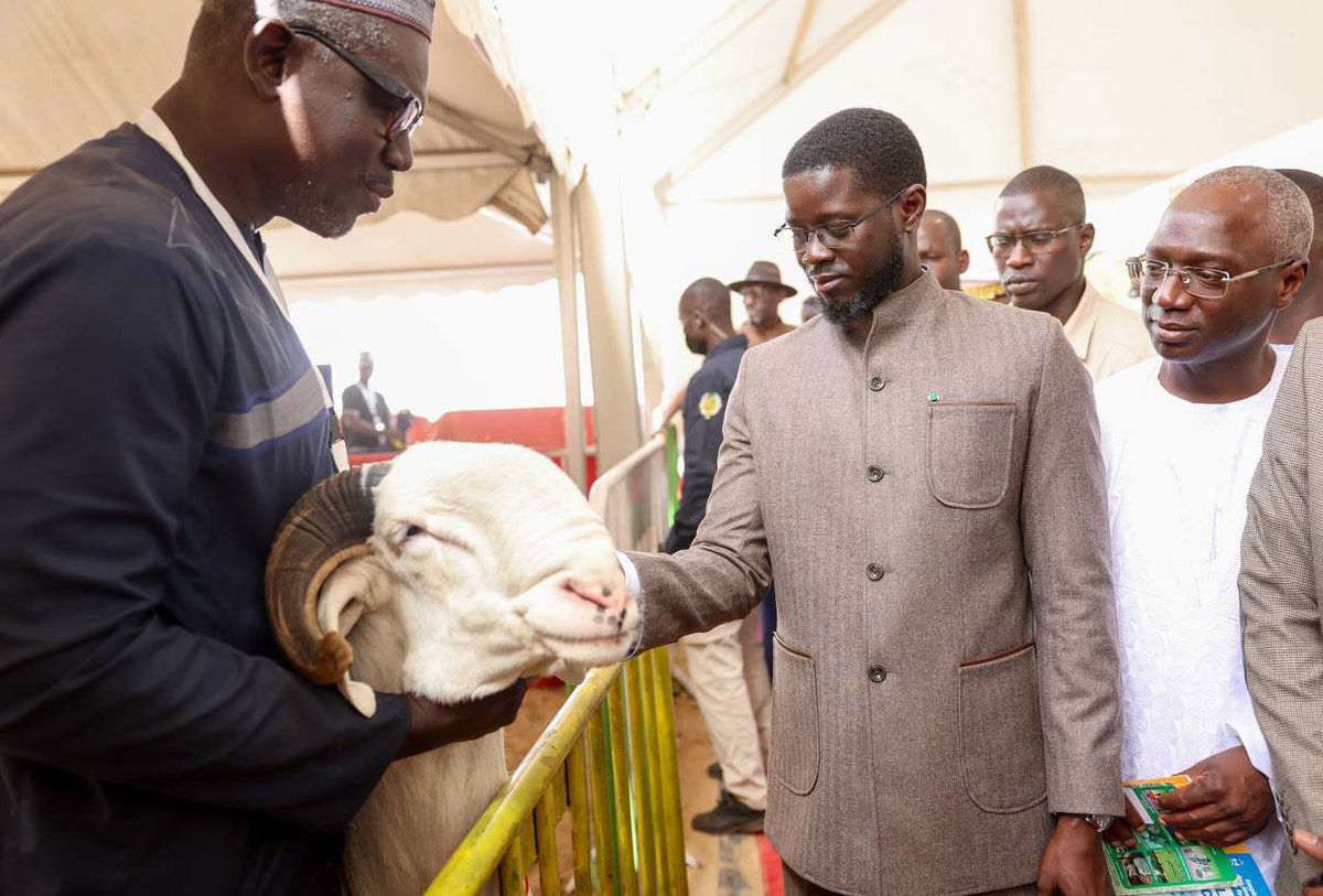 PR_Diomaye's tweet photo. L’élevage est bien plus qu’un secteur économique : il incarne nos traditions, notre résilience et notre ambition de souveraineté alimentaire. 

En cette journée nationale de l’élevage, je dis à tous les éleveurs du Sénégal: vous êtes au cœur de notre vision pour un Sénégal souverain et prospère. 

Ensemble, bâtissons un élevage compétitif et durable.