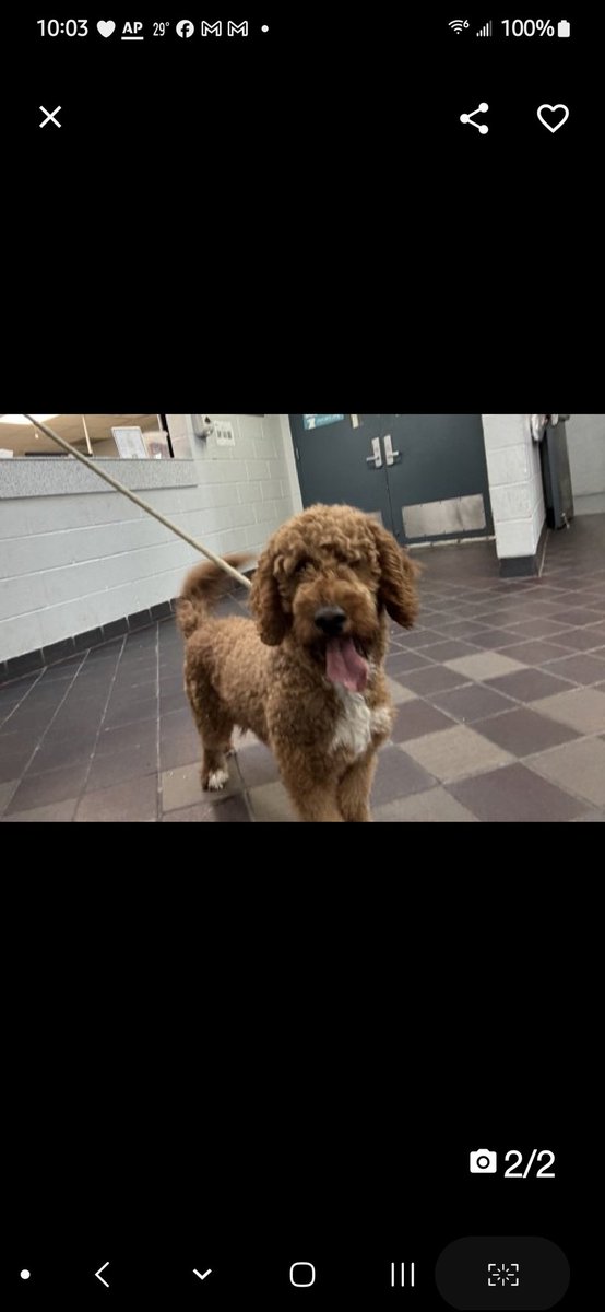 MyBoxerLuvMac1's tweet photo. 💞Kobe💞
▪️#NewIntake #218667 1y
#NYCACC

Precious sweetie's 💔, just arrived @ scary shelter!
Who knows all endured!
Magnificent, beautiful puppy, needs yr guidance 2 grow his confidence.
Deserves loving, #Adopter/N.East #Foster, 2 blossom into yr BFF.

DM @CathyPolicky
Pls #pledge4rescue 
💞K
https://t.co/WTUOQwCVjp