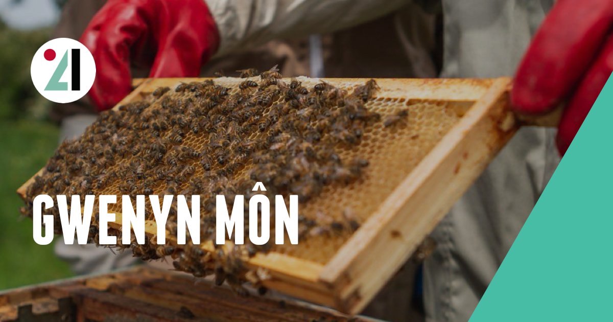Mae Anglesey Bees eisoes wedi derbyn #CynnigCymraeg ac yn darparu gofod Cymraeg i'w ymwelwyr. Ond beth sy'n gwneud gofod Cymraeg llwyddiannus yn eu barn nhw? 🏴󠁧󠁢󠁷󠁬󠁳󠁿 

Darllenwch y cyfweliad llawn, yma: bwrlwmarfor.cymru/straeon-llwydd…