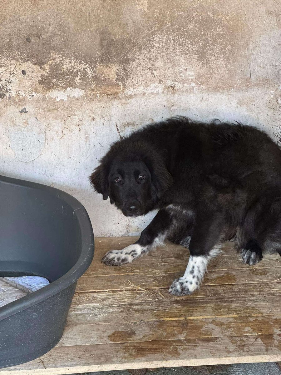 ‼️Namenspate gesucht‼️

Neu im Shelter: diese Hündin🥺 sie steckt voller Misstrauen &amp; die Umgebung macht es nicht besser... Wer mag ihn gegen die einmalige Spende einen Namen geben, damit sie in die Vermittlung aufgenommen werden kann &amp; eine Familie findet? 😞❤️

DANKE 🍀