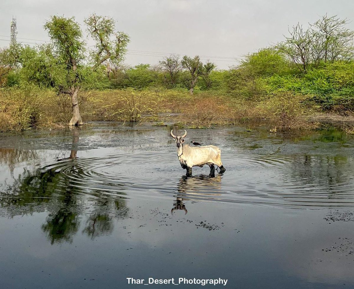 पानी को ज़हर मत बनाओ! जोजरी को साफ़ करने के लिए सरकार को तुरंत कदम उठाने होंगे। अगर यही चलता रहा, तो आने वाले सालो में लोग मजबूरी में पलायन करेंगे।

#प्रदूषित_जोजरी_से_जीवन_बचाओ

<a href="/RajCMO/">CMO Rajasthan</a> <a href="/BhajanlalBjp/">Bhajanlal Sharma</a> <a href="/gssjodhpur/">Gajendra Singh Shekhawat</a> <a href="/BishnoiYouth/">BISHNOI YOUTH TEAM OFFICIAL</a> <a href="/JogarampatelMLA/">Jogaram Patel</a> <a href="/JodhpurDm/">District Collector & Magistrate, Jodhpur</a>