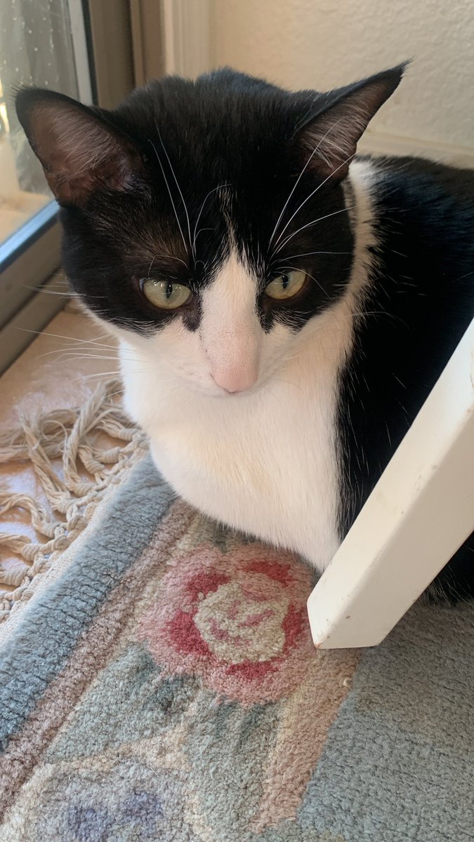 ndcenzo's tweet image. Mom said lots to do today so she woke me up.  Can you believe it?  Has the world fallen apart and the centre cannot hold? On a #caterday of all days? Sending love and healing and naps. Sherlock