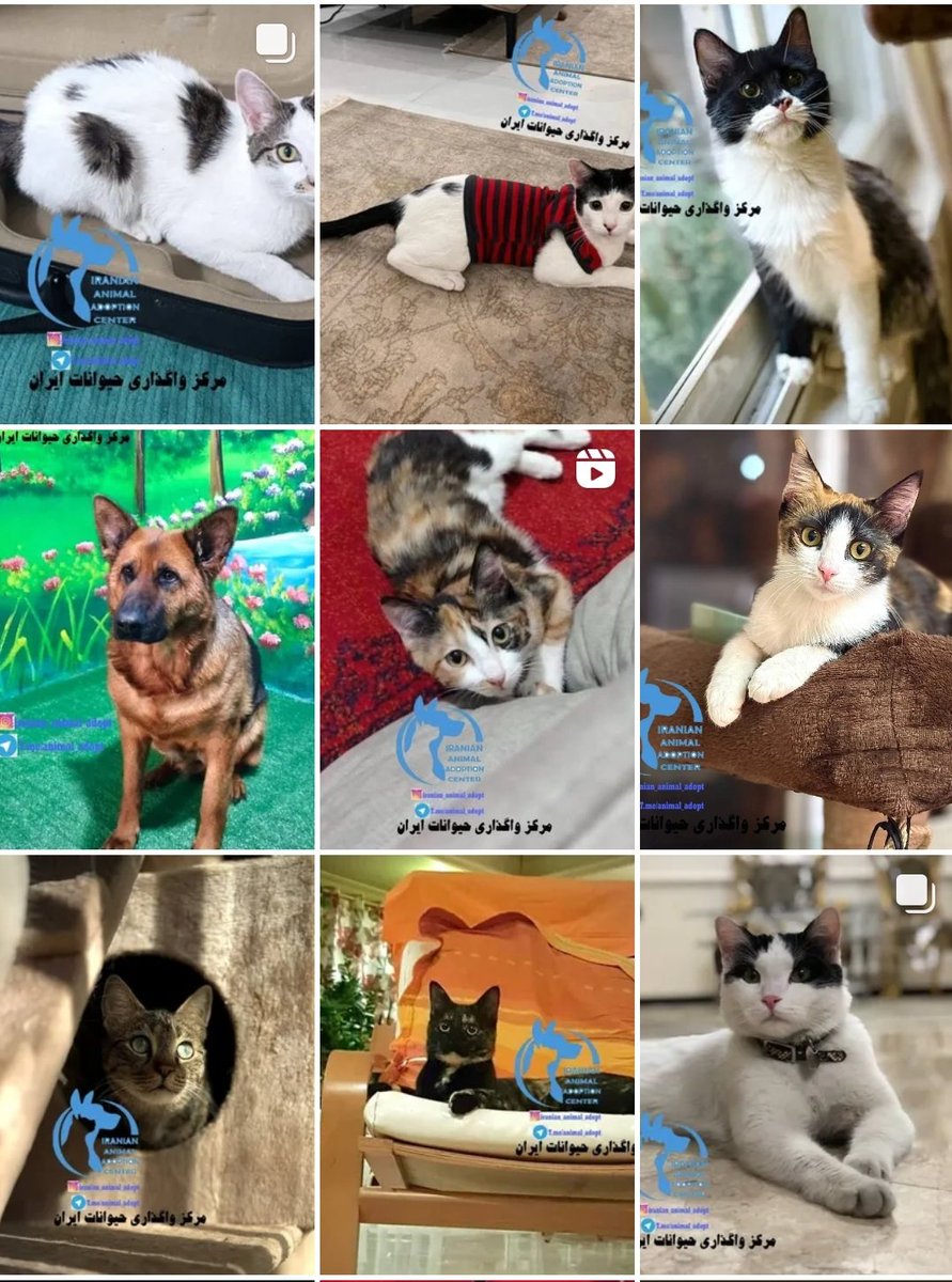 رشد ۱۰۰ درصدی واگذاری حیوانات خانگی!
از بیشترین دلایل واگذار کنندگان حیوانات می‌توان به عدم توانایی در تامین مواد خوراکی، تامین مایحتاج دامپزشکی و مهاجرت سرپرست‌های حیوانات خانگی اشاره کرد.