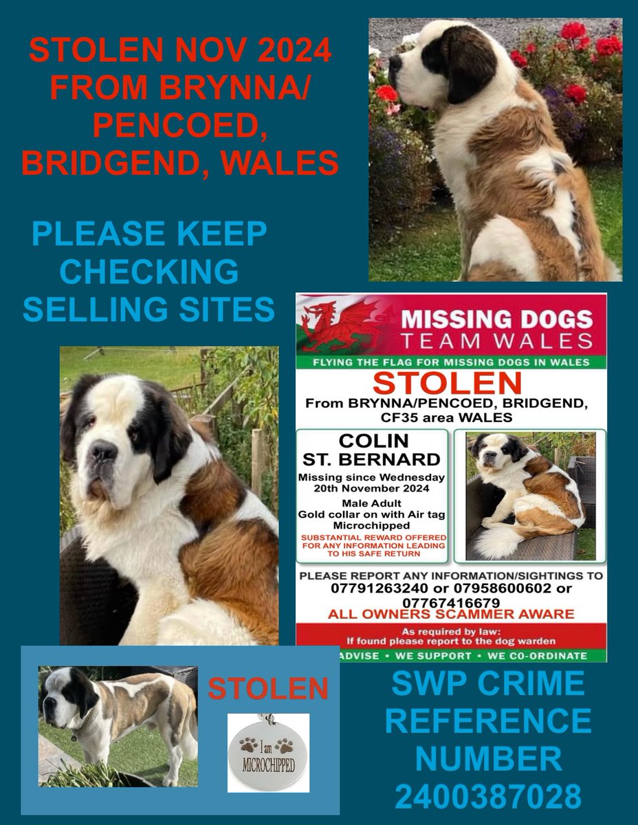 IT’S NOW BEEN THREE MONTHS SINCE COLIN WAS STOLEN ON 20th NOVEMBER 2024 FROM BRYNNA/PENCOED, BRIDGEND WALES. WE WILL NEVER GIVE UP LOOKING FOR YOU 💔.
PLEASE KEEP SHARING AND CHECKING SELLING SITES. CALL THE NUMBERS ON POSTER OR MESSAGE ME IN CONFIDENCE WITH ANY INFORMATION.