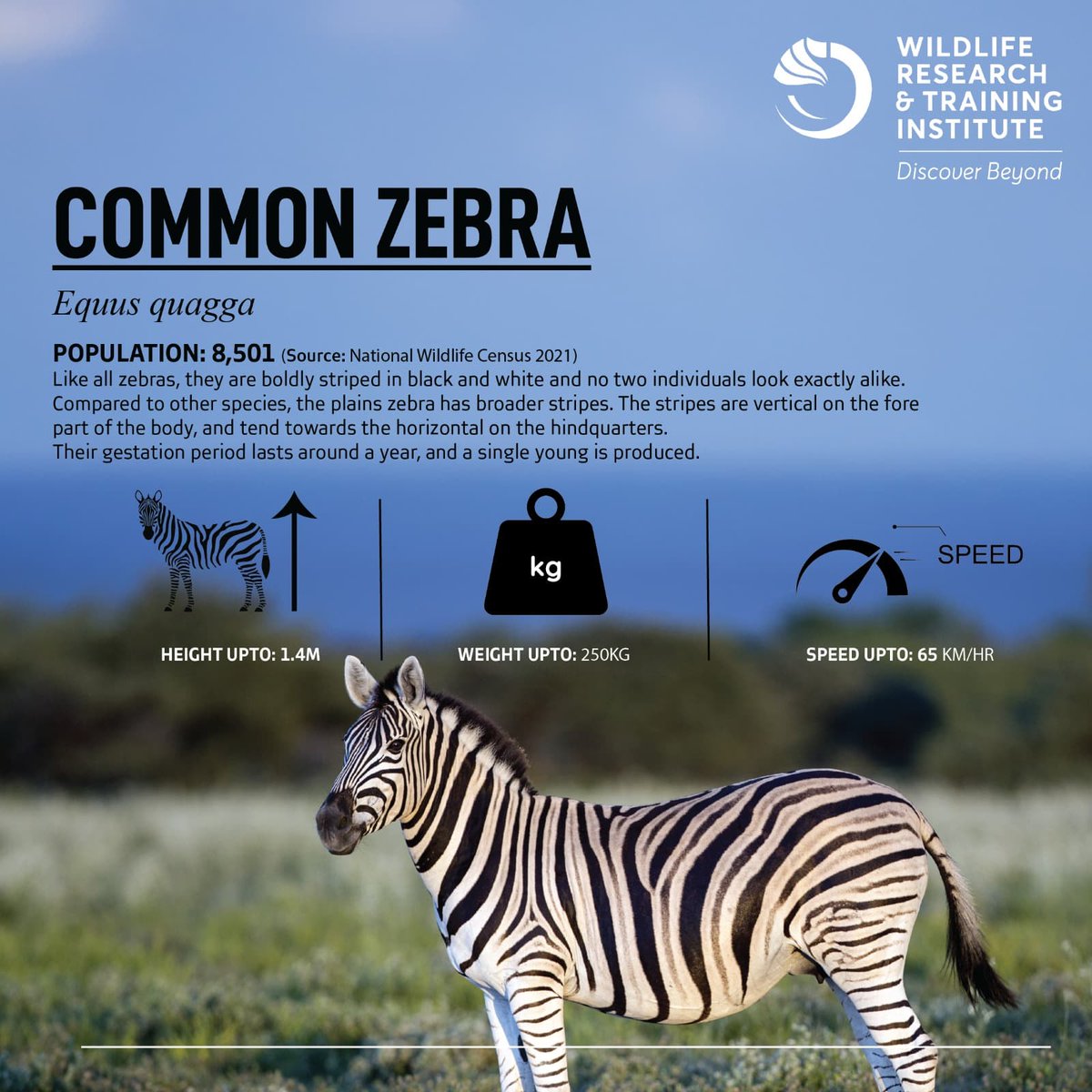 Common zebras are a cornerstone species in the Tsavo ecosystem, playing a crucial role in maintaining ecological balance. 

They serve as key prey species for predators such as lions, helping sustain the predator-prey dynamics essential for a healthy ecosystem.

In the 2021