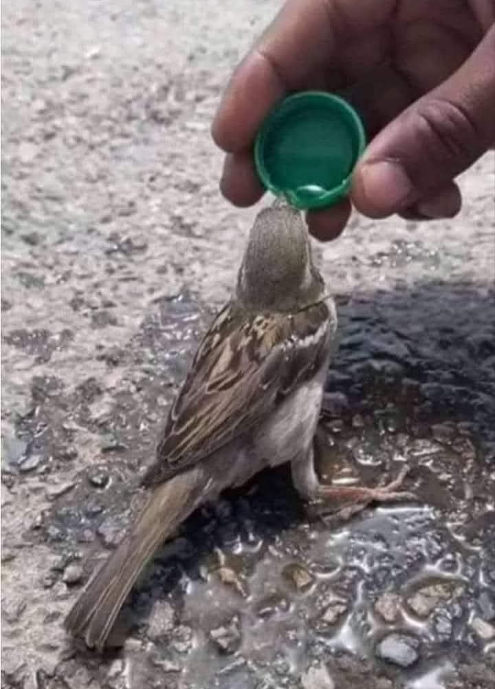 Aussi petite qu'elle soit, chaque vie se respecte 🐦 ❤️