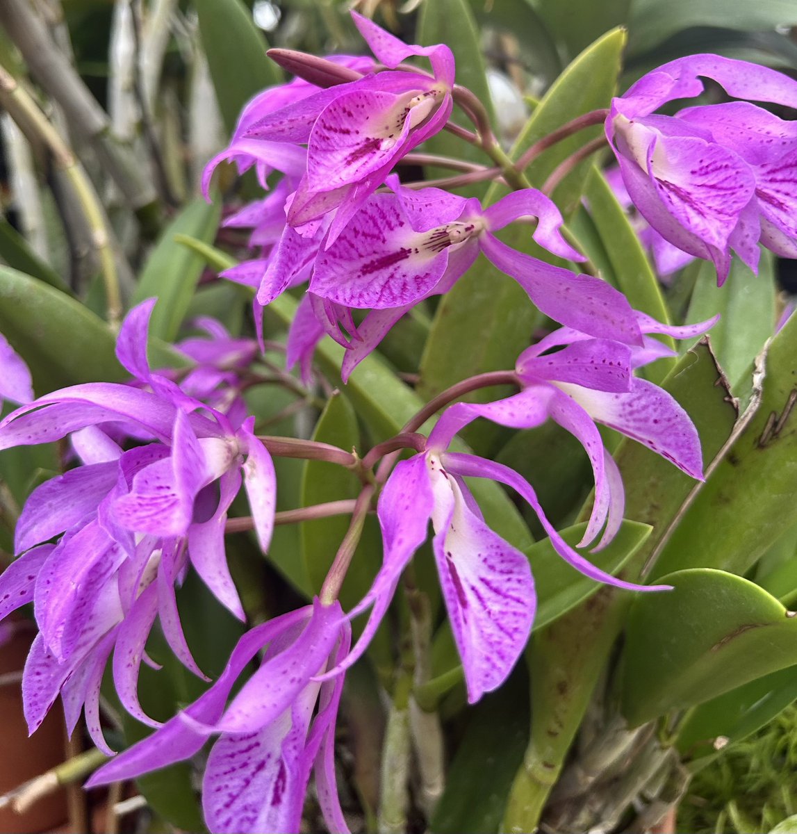 顏色的瀑布🤗<a href="/HillwoodMuseum/">Hillwood Museum DC</a>/
颜色的瀑布🤗Hillwood Museum